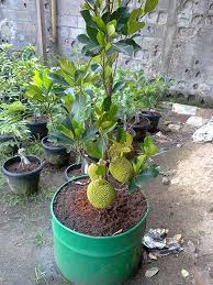 Cara Budidaya Tanaman Buah Dengan Metode Tabulampot Agar Mampu Berbuah Dengan Cepat Dan Lebat Tanaman Ide Berkebun Perkebunan Sayur