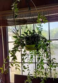 Image result for Aneilema zebrinum