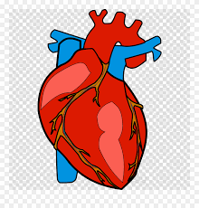 Human Heart Clipart Heart Clip Art Human Body Heart Clipart Png Download 1829920 Pinclipart Find over 100+ of the best free human heart images. human heart clipart heart clip art