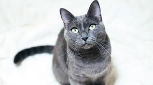 The bones are fairly fine, and the body is slightly elongated yet still balanced. Russian Blue Cat Full Profile History And Care
