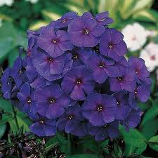 Make sure there is good air circulation. Phlox Nicki Sun Perennial Bare Root K Van Bourgondien
