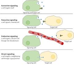 The cells should attach very well to this material. Chapter 9 Cell Communication Introduction To Molecular And Cell Biology