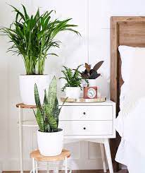 Snake Plant Decor Bedroom Plants Snake Plant