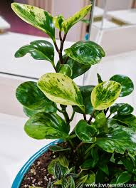 A very large genus, peperomia is made up of more than 1000 species. Pruning Propagating A Baby Rubber Plant