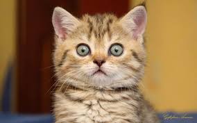 See more ideas about cats, cute cats, kittens cutest. Cat Big Eyes Wallpaper 1680x1050 12136