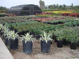 I get lots of plants here at great prices. West Covina Wholesale Nursery 5297 Shoreline Dr Santa Barbara Ca Nurseries Mapquest