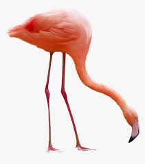 Flamingos are beautiful giant birds which are often seen standing on one leg on water lands. Flamingo Png Flamingo Bird Png Transparent Png Transparent Png Image Pngitem