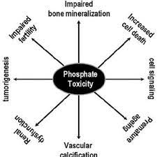 Pdf Phosphate Toxicity New Insights Into An Old Problem