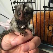 You should also consider how much the monkey will eat and what kind of feeder you plan to buy. Marmoset Monkeys For Sale Buyforfarm Free Local Classified Ads