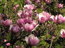 How to grow saucer magnolia. Saucer Magnolia Soulangeana Magnolia 1 Gallon Potted Plant Etsy