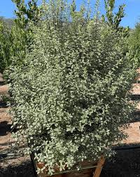 Image result for Pittosporum tenuifolium