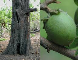 Image result for Diospyros mespiliformis