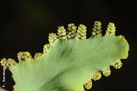 Image result for Lygodium microphyllum