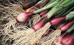 Check spelling or type a new query. How To Grow Spring Onions Thompson Morgan