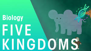 Maybe you would like to learn more about one of these? What Is Kingdom Animalia Simple Guide To The Animal Kingdom
