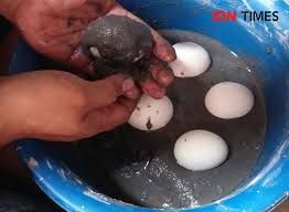 Resep Dan Cara Mudah Membuat Telur Asin Yang Gurih Sedap Maksimal