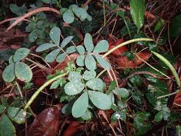 Image result for Cassia thyrsoidea