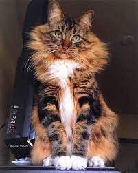pin on cats