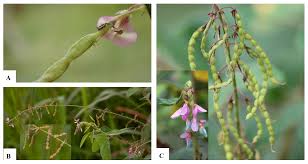 Image result for Grona ramosissima