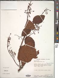 Image result for Maesa lanceolata