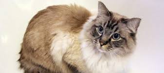 Most of these animals with long hair have evolved with long or thick hair for survival in harsh climates and but like a … some of them can even give you some haircut inspirations. Luscious Locks 13 Long Haired Cat Breeds Litter Robot Blog