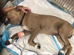 However, there are some that actually secrete poison! Pit Bull Vs Snake Dog Dies Protecting Florida Family S Sons From Coral Snake Cbs News
