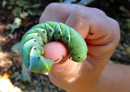 These tiny wasps lay their eggs on the tomato hornworms, and the larva literally eat the caterpillar from the inside out. Tomato Hornworm Davis Localwiki