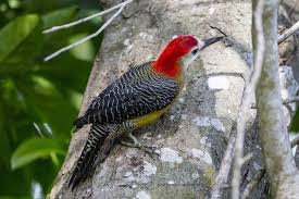 Bird With Red Head And White Chest Jamaican Woodpecker Melanerpes Radiolatus Woodpecker Photo Jamaica