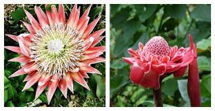 How surprised (and delighted) anyone would be when one of these exotic flowers arrive straight from paradise to their front door. Unusual Flowers Exotic Rare And Not Often Seen Specimens