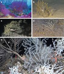 Image result for Nicolasia coronata