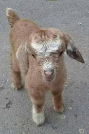 Isim Ariyoruz Bu Yaramaza Cute Baby Animals Miniature Animals Animals Beautiful