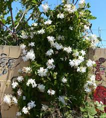 Image result for dipladenie suaveolens obrázek