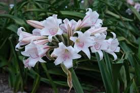 Image result for Crinum harmsii