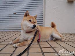 sina visitor system 柴犬 大型犬 ペット