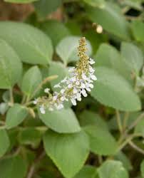 Image result for Plectranthus alboviolaceus