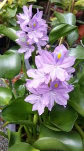 Water Hyacinth Keladi Bunting Water Hyacinth Flowers Hyacinth