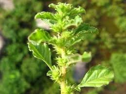 Image result for Amaranthus praetermissus