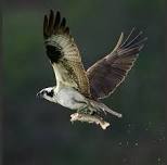 Introduction to Bird Photography