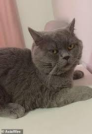  Kawini 5 Kucing Betina Dalam Semalam Kucing Jantan Ini Kelelahan Sampai Harus Diinfus Kucing Betina Kucing Anak Kucing