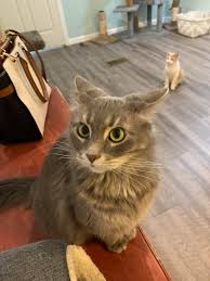 The black cat market is pittsburgh's favorite cat cafe; Adoptable Airplane Ears This Is Greg And She Yes She Is At The Black Cat Market A Cat Cafe In Pittsburgh Pa Airplaneears