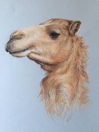 Pastel Drawing Of Camels Head Camels Art Animal Art Animal Drawings