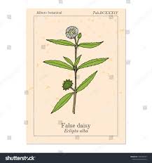 Image result for Eclipta prostrata
