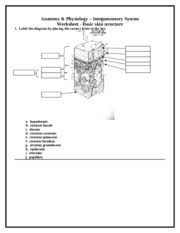 Worksheet 1 Basic Skin Structures Anatomy Physiology Integumentary System Worksheet Basic Skin Structure I Label The Diagram By Placing The Correct Course Hero