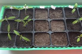 подкормка томатов во время цветения и плодоношения в теплице Pin Na Doske Ogorod