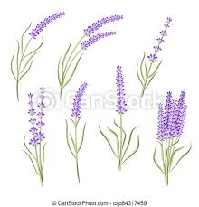 Maybe you would like to learn more about one of these? Set Of Lavender Flower Heb For Healthcare Or Floral Design Isolated On White Stock Vector Illustration Canstock