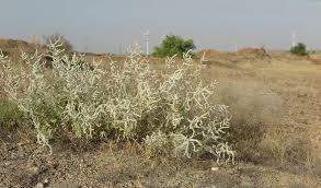 Image result for Aerva