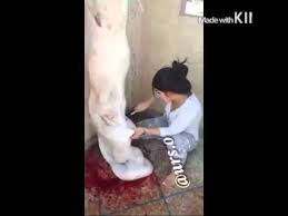 Check spelling or type a new query. Ø§Ù„ØµÙˆØª Ø³Ù…ÙÙˆÙ†ÙŠØ© Ø¶Ø¨Ø· Ø§Ù„Ù†ÙØ³ Ù†Ø³Ø§Ø¡ ØªØ°Ø¨Ø­ Ø§Ù„Ø¯Ø¬Ø§Ø¬ Metamorfotos Com