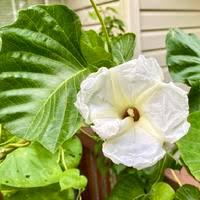 Image result for Ipomoea albivenia