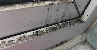 If your bedroom is connected to a bathroom, open the window or run the exhaust fan for 30 minutes after you shower. 10 Ways To Prevent Mould In Your Home Damp Specialists Damp Solutions Frank Schrijver Uk Ltd