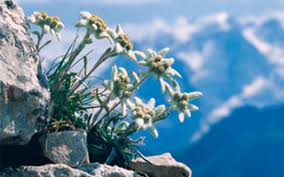 Degradarea lumii animale si masuri de protectie. Edelweiss Photo Plante Si Animale Ocrotite De Lege Ioana1997